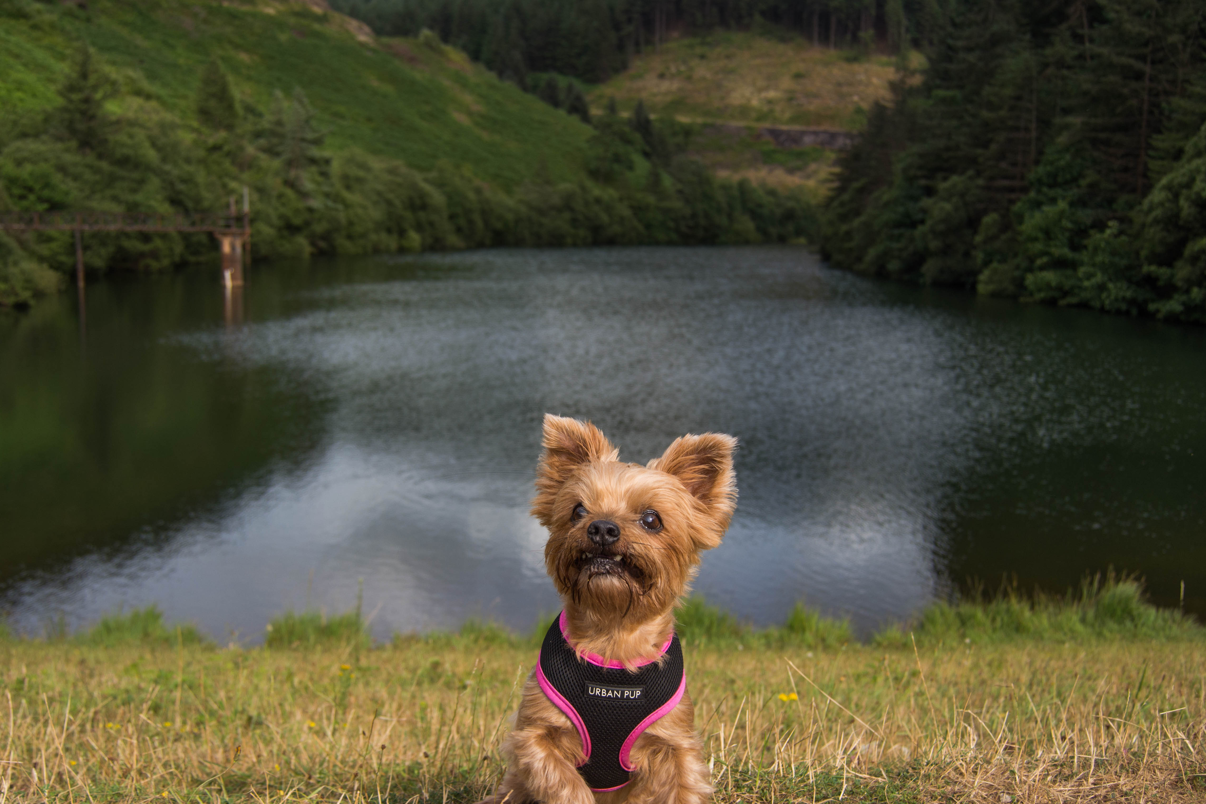Goytre Res July 2018 1 (1 of 1)
