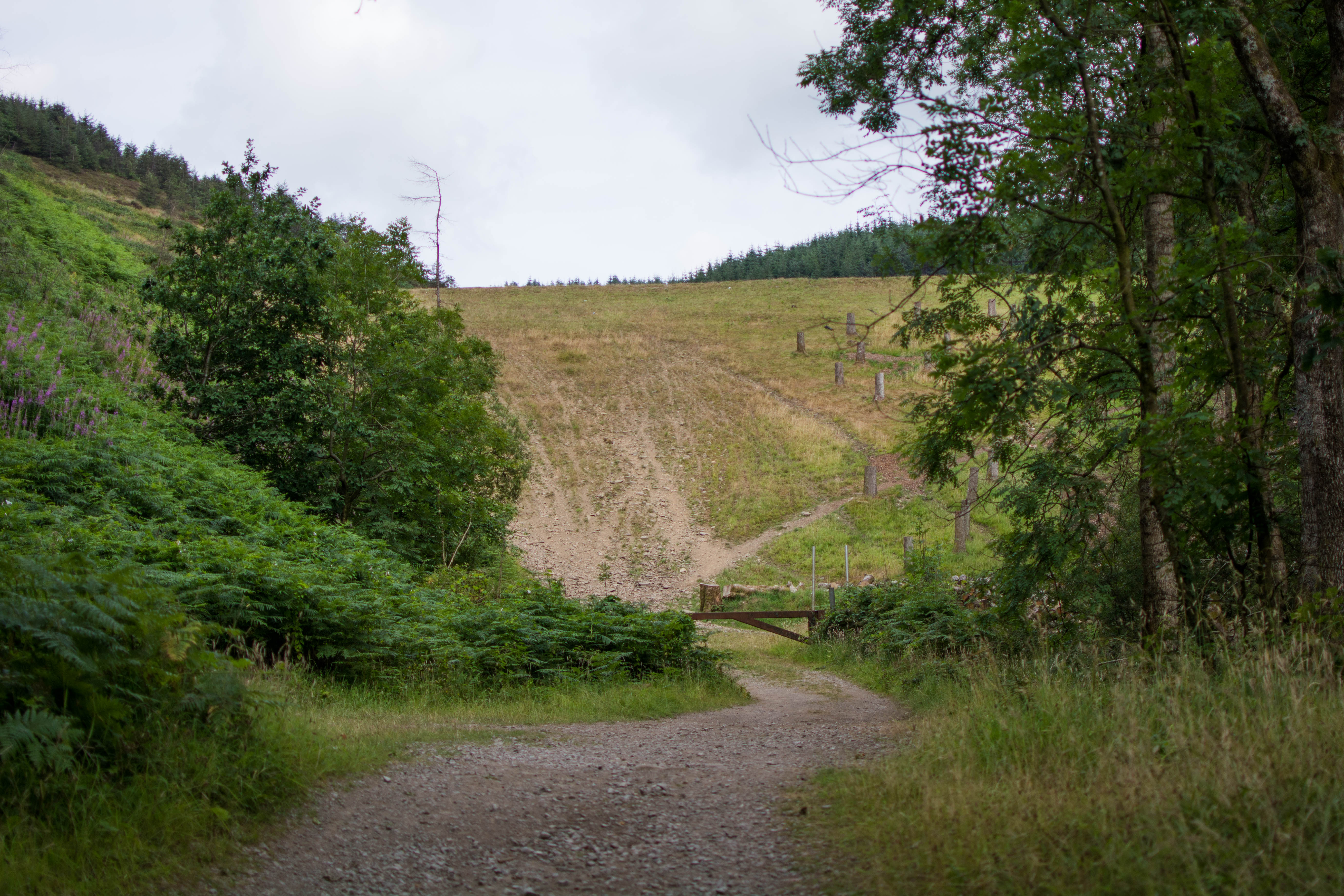 Goytre Res July 2018 at the bank (1 of 1)