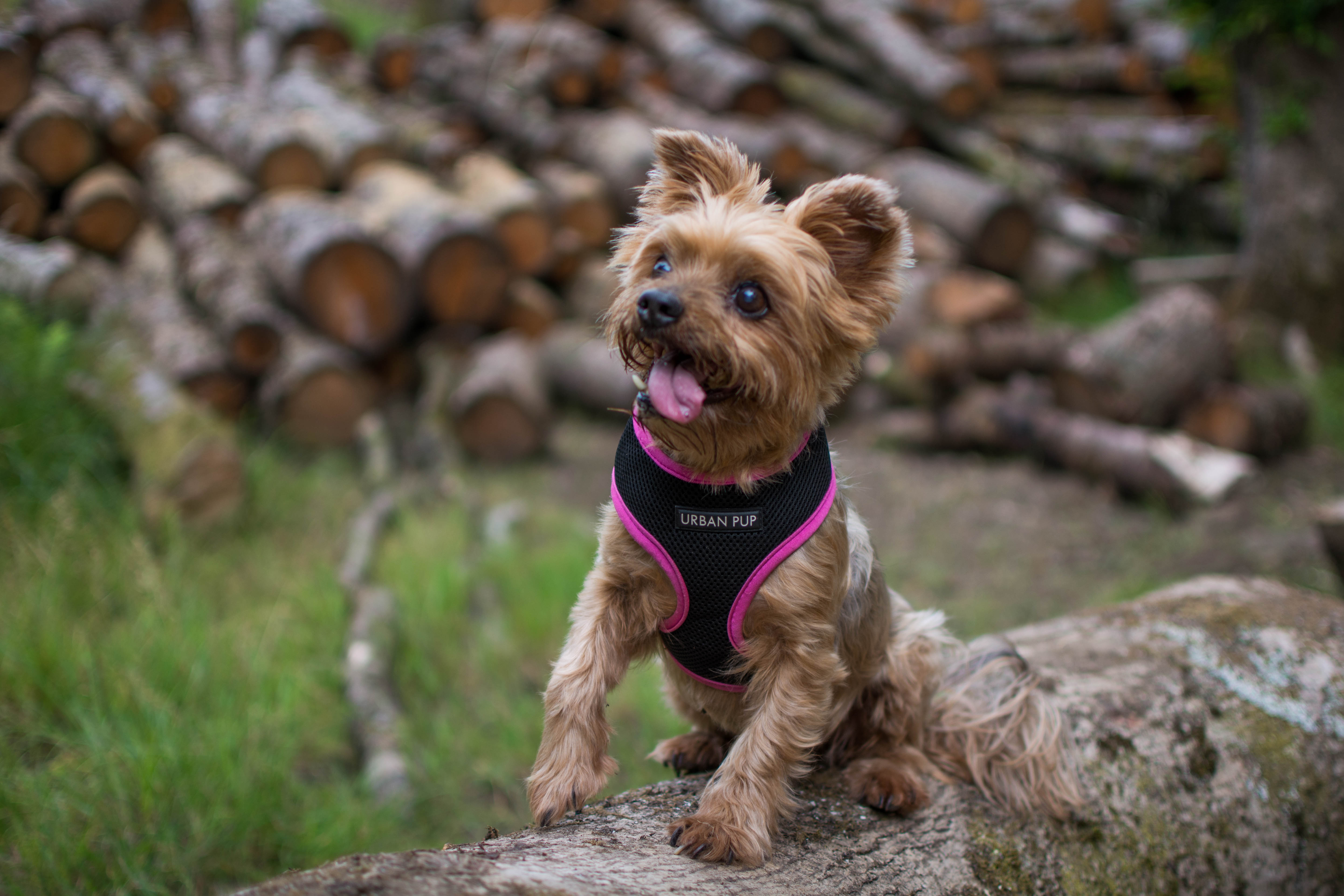 Goytre Res July 2018 at the logs Bobbi (1 of 1)
